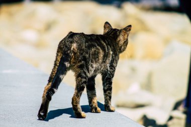 Kıbrıs Rum Kesimi 24 Mart 2020 Kıbrıs Rum Kesimi 'nde Limasol sokaklarında yaşayan terk edilmiş evcil kedinin görüntüsü