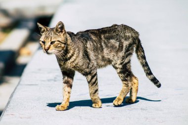 Kıbrıs Rum Kesimi 24 Mart 2020 Kıbrıs Rum Kesimi 'nde Limasol sokaklarında yaşayan terk edilmiş evcil kedinin görüntüsü