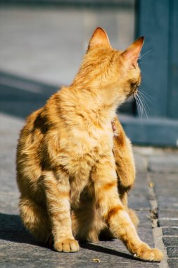 Kıbrıs Rum Kesimi 24 Mart 2020 Kıbrıs Rum Kesimi 'nde Limasol sokaklarında yaşayan terk edilmiş evcil kedinin görüntüsü