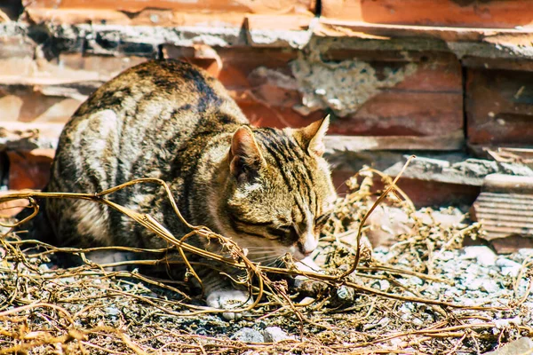 Limassol Chipre Março 2020 Vista Gato Doméstico Abandonado Que Vive — Fotografia de Stock