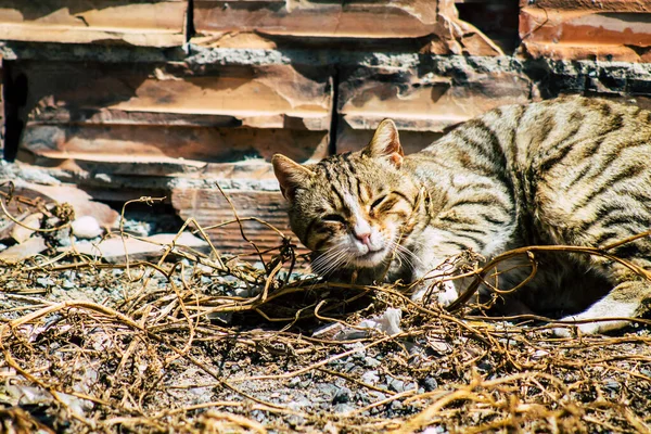 Limassol Ciprus Március 2020 View Abandoned Domestic Cat Living Streets — Stock Fotó