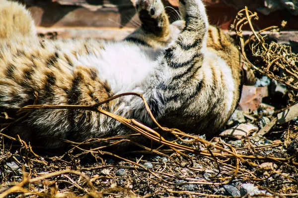 Limassol Chipre Marzo 2020 Vista Del Gato Doméstico Abandonado Que — Foto de Stock