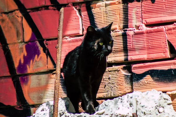 리마솔 사이프러스 2020 키프로스 리마솔 거리에 유기된 고양이의 — 스톡 사진