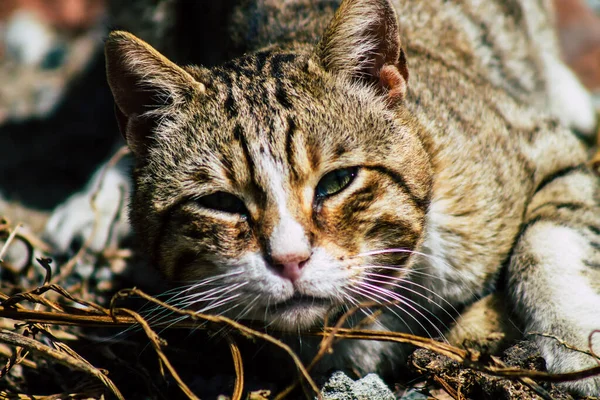 Limassol Ciprus Március 2020 View Abandoned Domestic Cat Living Streets — Stock Fotó