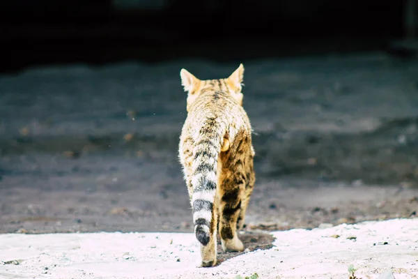 Limassol Ciprus Március 2020 View Abandoned Domestic Cat Living Streets — Stock Fotó