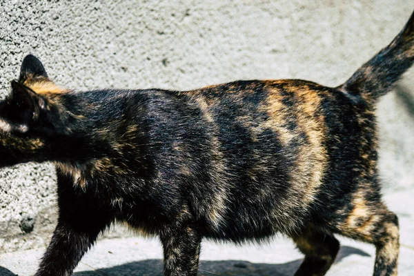 塞浦路斯利马索尔2020年3月24日关于生活在塞浦路斯利马索尔街头的被遗弃家猫的观点 — 图库照片