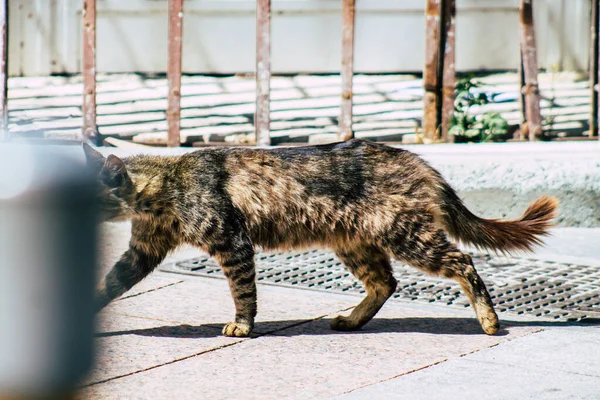 Limassol Chipre Março 2020 Vista Gato Doméstico Abandonado Que Vive — Fotografia de Stock