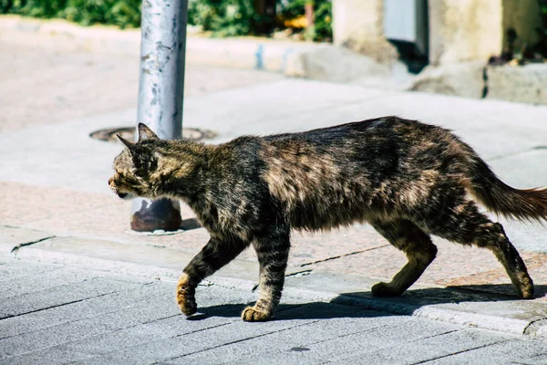 Limassol Cyprus March 2020 View Abandoned Domestic Cat Living Streets — Stock Photo, Image