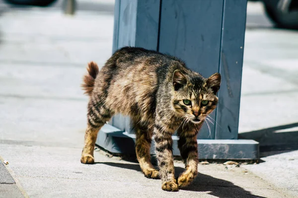 Limassol Chipre Março 2020 Vista Gato Doméstico Abandonado Que Vive — Fotografia de Stock