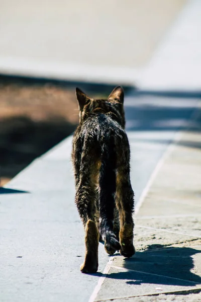 Limassol Ciprus Március 2020 View Abandoned Domestic Cat Living Streets — Stock Fotó