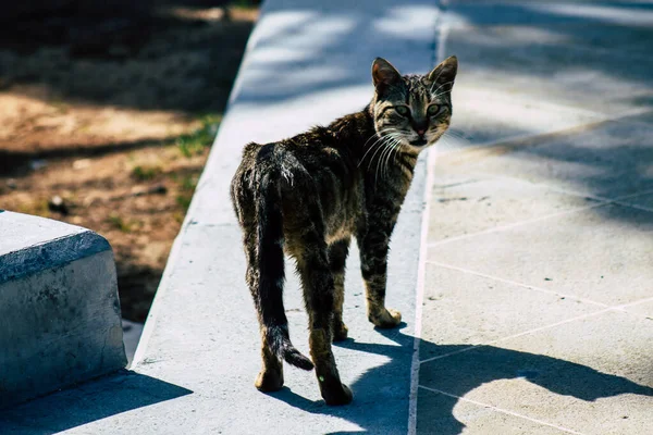 Limassol Chipre Março 2020 Vista Gato Doméstico Abandonado Que Vive — Fotografia de Stock