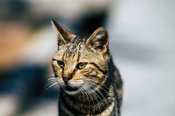 Limassol Chipre Março 2020 Vista Gato Doméstico Abandonado Que Vive — Fotografia de Stock