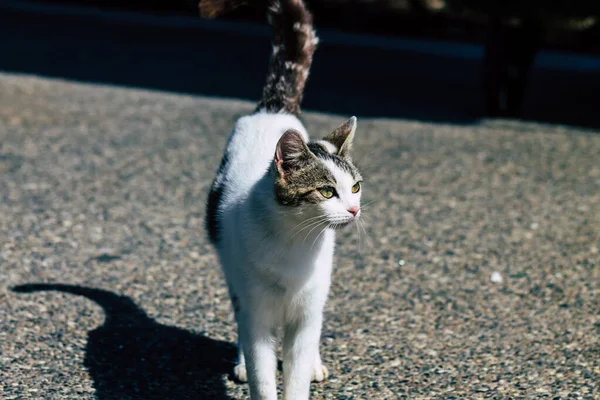 Limassol Cypern Mars 2020 Visa Övergivna Inhemska Katt Bor Gatorna — Stockfoto