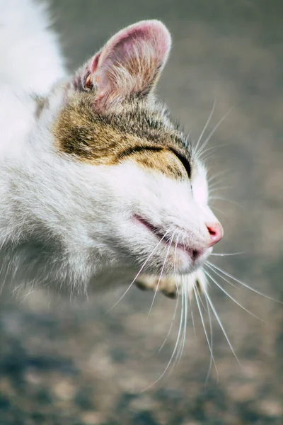 塞浦路斯利马索尔2020年3月24日关于生活在塞浦路斯利马索尔街头的被遗弃家猫的观点 — 图库照片