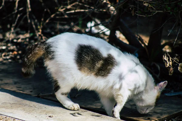 Limassol Ciprus Március 2020 View Abandoned Domestic Cat Living Streets — Stock Fotó