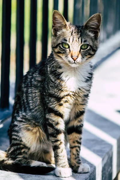 Limassol Chipre Março 2020 Vista Gato Doméstico Abandonado Que Vive — Fotografia de Stock