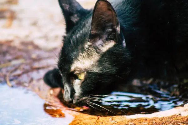 Limassol Kypr Března 2020 Pohled Opuštěnou Domácí Kočku Žijící Ulicích — Stock fotografie