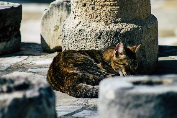 Limassol Zypern März 2020 Blick Auf Ausgesetzte Hauskatzen Die Den — Stockfoto