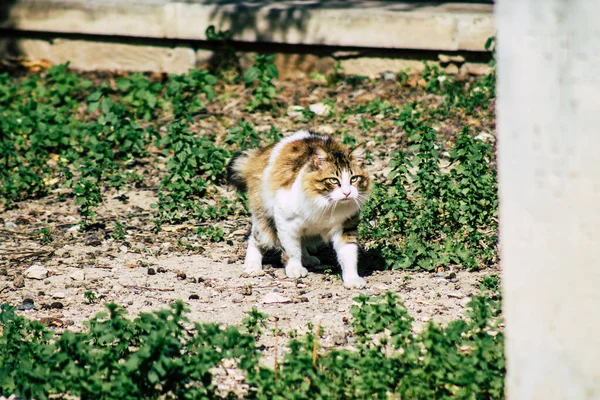 Лимассол Кипр Марта 2020 Вид Брошенной Домашней Кошки Живущей Улицах — стоковое фото
