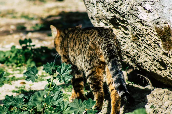 Limassol Ciprus Március 2020 View Abandoned Domestic Cat Living Streets — Stock Fotó