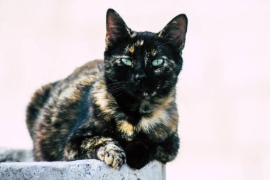 Kıbrıs Rum Kesimi 24 Mart 2020 Kıbrıs Rum Kesimi 'nde Limasol sokaklarında yaşayan terk edilmiş evcil kedinin görüntüsü