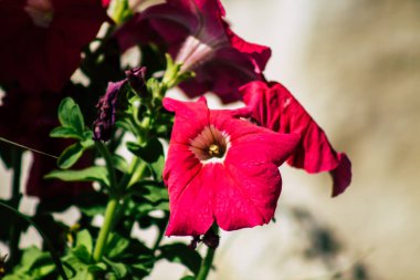 Limasol Kıbrıs Rum Kesimi 24 Mart 2020 Kıbrıs Rum Kesimi 'nin Limasol adasının sokaklarında büyüyen çiçek manzarası