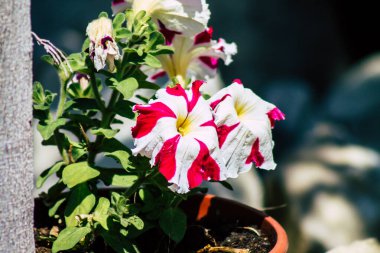 Limasol Kıbrıs Rum Kesimi 24 Mart 2020 Kıbrıs Rum Kesimi 'nin Limasol adasının sokaklarında büyüyen çiçek manzarası