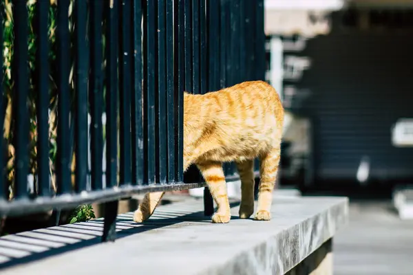 Limassol Cipro Marzo 2020 Veduta Del Gatto Domestico Abbandonato Che — Foto Stock