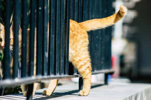 Limassol Chipre Março 2020 Vista Gato Doméstico Abandonado Que Vive — Fotografia de Stock