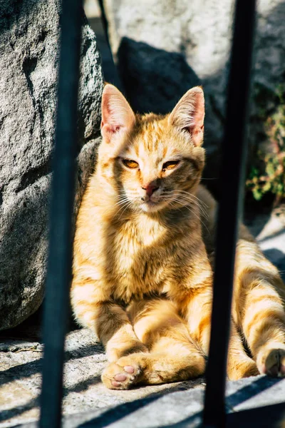Limassol Chipre Marzo 2020 Vista Del Gato Doméstico Abandonado Que —  Fotos de Stock