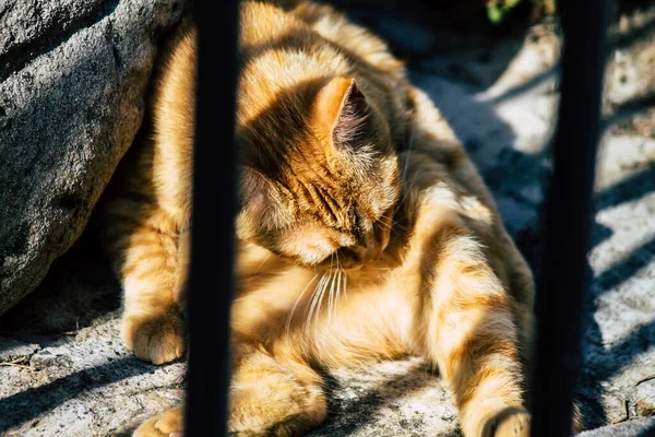 Limassol Chipre Marzo 2020 Vista Del Gato Doméstico Abandonado Que —  Fotos de Stock