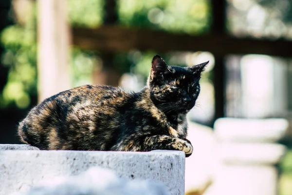 Limassol Cyprus March 2020 View Abandoned Domestic Cat Living Streets — Stock Photo, Image