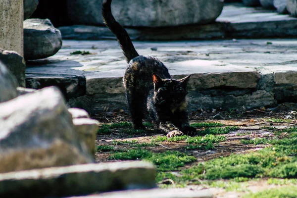 리마솔 사이프러스 2020 키프로스 리마솔 거리에 유기된 고양이의 — 스톡 사진