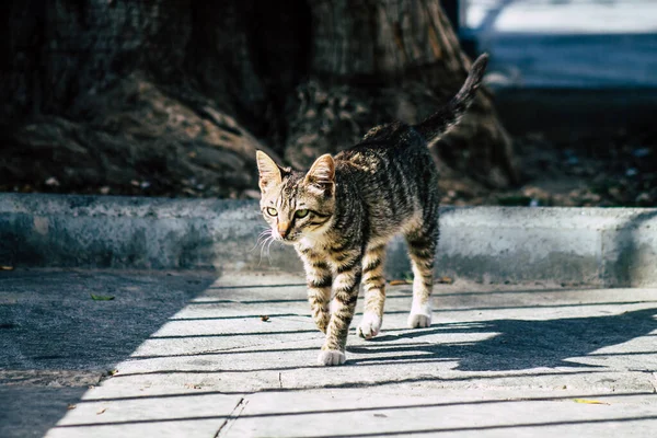 Limassol Chipre Março 2020 Vista Gato Doméstico Abandonado Que Vive — Fotografia de Stock