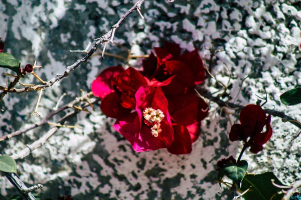 Limassol Chipre Março 2020 Vista Das Flores Que Crescem Nas — Fotografia de Stock