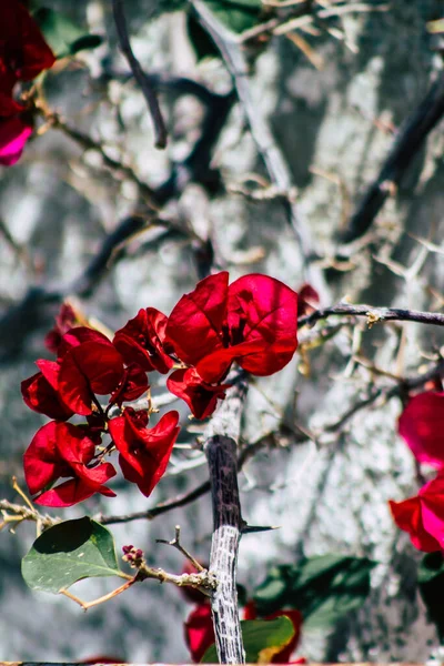 Limassol Chipre Marzo 2020 Vista Las Flores Creciendo Las Calles — Foto de Stock