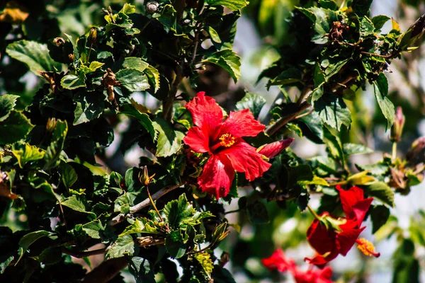 Limassol Cyprus Maart 2020 Bloemen Zien Groeien Straten Van Limassol — Stockfoto