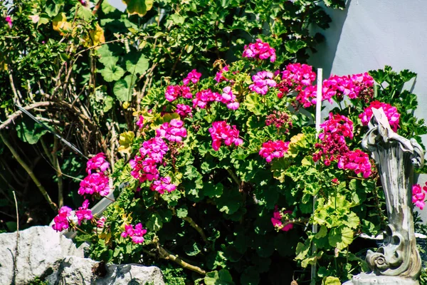 Limassol Zypern März 2020 Blick Auf Blumen Die Den Straßen — Stockfoto