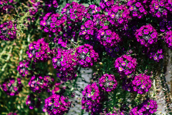 Limassol Cyprus March 2020 View Flowers Growing Streets Limassol Cyprus — Stock Photo, Image