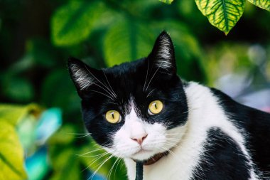 Limasol Kıbrıs Rum Kesimi 26 Mart 2020 Kıbrıs Rum Kesimi 'nde Limasol sokaklarında yaşayan evcil kedinin görüntüsü