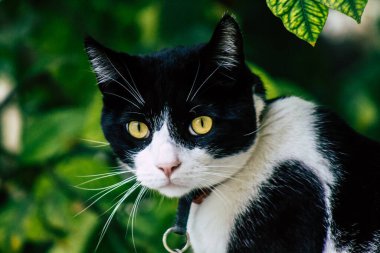 Limasol Kıbrıs Rum Kesimi 26 Mart 2020 Kıbrıs Rum Kesimi 'nde Limasol sokaklarında yaşayan evcil kedinin görüntüsü