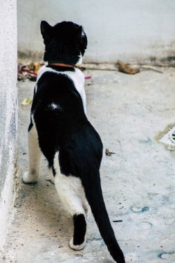 Limasol Kıbrıs Rum Kesimi 26 Mart 2020 Kıbrıs Rum Kesimi 'nde Limasol sokaklarında yaşayan evcil kedinin görüntüsü