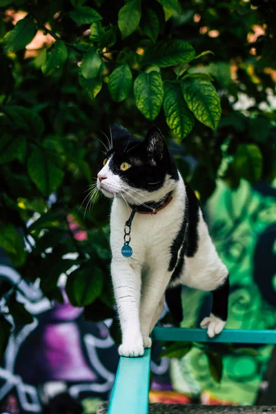 Limassol Cyprus March 2020 View Domestic Cat Living Streets Limassol — Stock Photo, Image