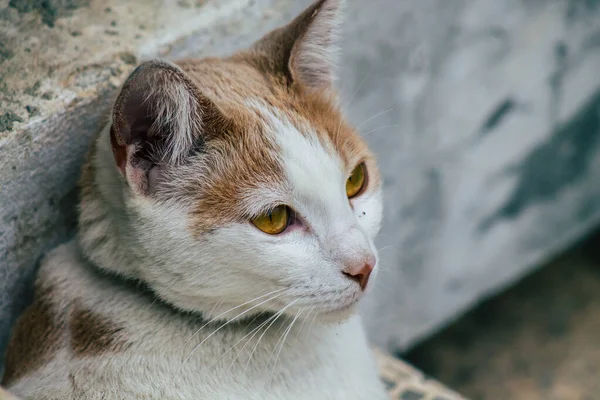 Limassol Ciprus Március 2020 View Domestic Cat Living Streets Limassol — Stock Fotó