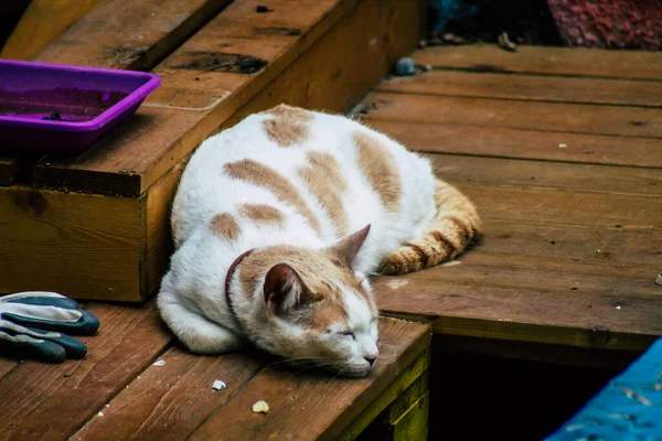 Limassol Chipre Marzo 2020 Vista Del Gato Doméstico Viviendo Las — Foto de Stock