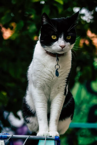 Limassol Cyprus March 2020 View Domestic Cat Living Streets Limassol — Stock Photo, Image