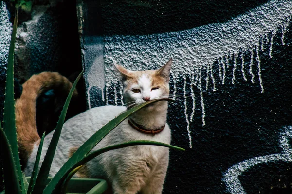 Limassol Chipre Março 2020 Vista Gato Doméstico Que Vive Nas — Fotografia de Stock