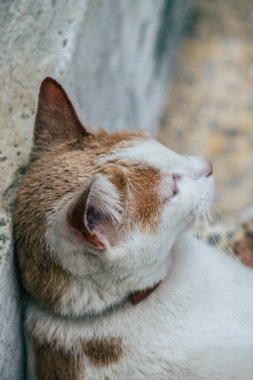 Limasol Kıbrıs Rum Kesimi 26 Mart 2020 Kıbrıs Rum Kesimi 'nde Limasol sokaklarında yaşayan evcil kedinin görüntüsü