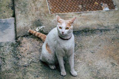 Limasol Kıbrıs Rum Kesimi 26 Mart 2020 Kıbrıs Rum Kesimi 'nde Limasol sokaklarında yaşayan evcil kedinin görüntüsü