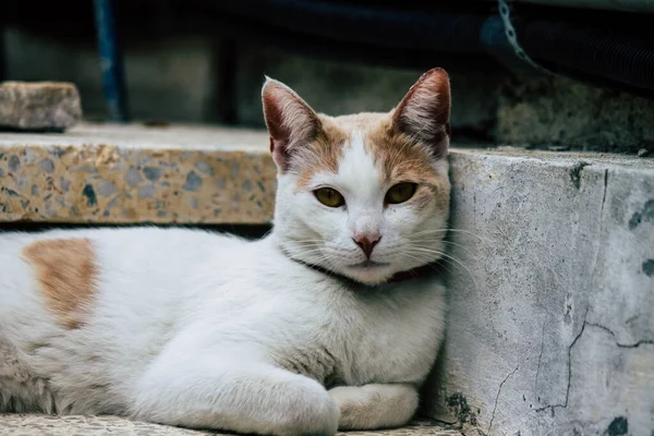 Limassol Cyprus March 2020 View Domestic Cat Living Streets Limassol — Stock Photo, Image